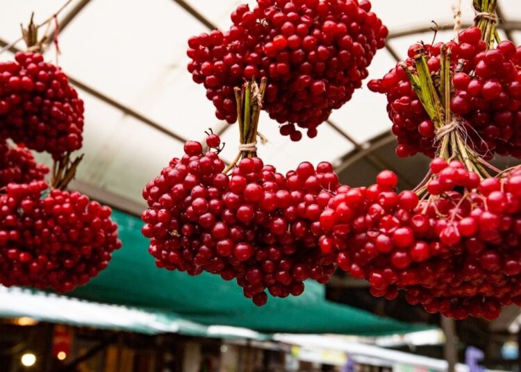 Geliriyle dudak uçuklatan bitki bahçelerde hızla yayılıyor
