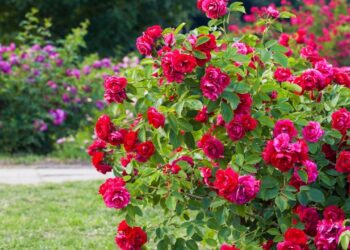 Gül çalılarında en yaygın hastalığı önleyen basit önlem: İlkbaharda daha canlı oluyorlar