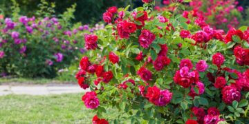 Gül çalılarında en yaygın hastalığı önleyen basit önlem: İlkbaharda daha canlı oluyorlar