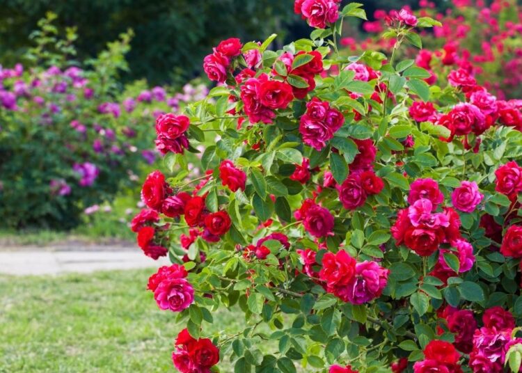 Gül çalılarında en yaygın hastalığı önleyen basit önlem: İlkbaharda daha canlı oluyorlar