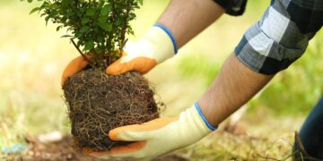 İlkbaharda bol hasat için şimdi ekilmesi gereken meyve açıklandı