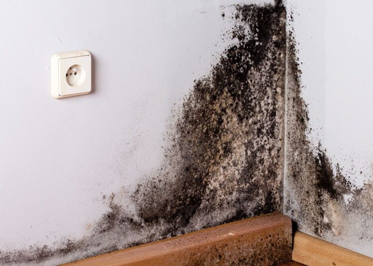 Karışımı duvara sıkın ve 20 dakikada küf tamamen yok oluyor