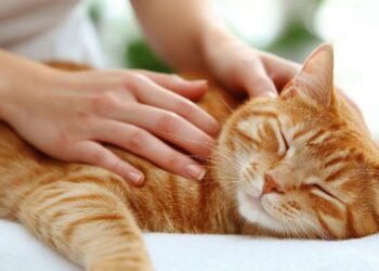 Kedinizin sizi gerçekten sevdiğini gösteren en net işaretler ortaya çıktı