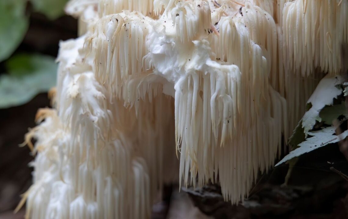 Doğada buldu balkonda çoğalttı kilosu 2 bin liraya gidiyor