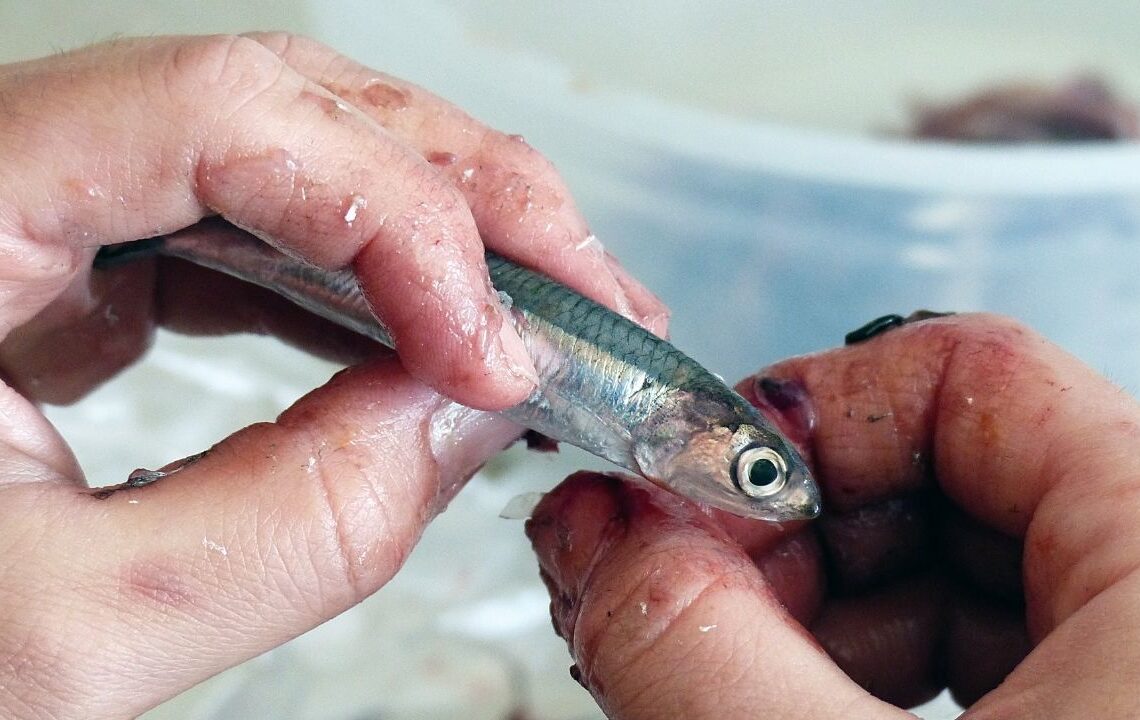 Elde ve evdeki hamsi kokusuna kesin çözüm! Uzmanlar doğal formülü paylaştı