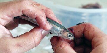 Elde ve evdeki hamsi kokusuna kesin çözüm! Uzmanlar doğal formülü paylaştı