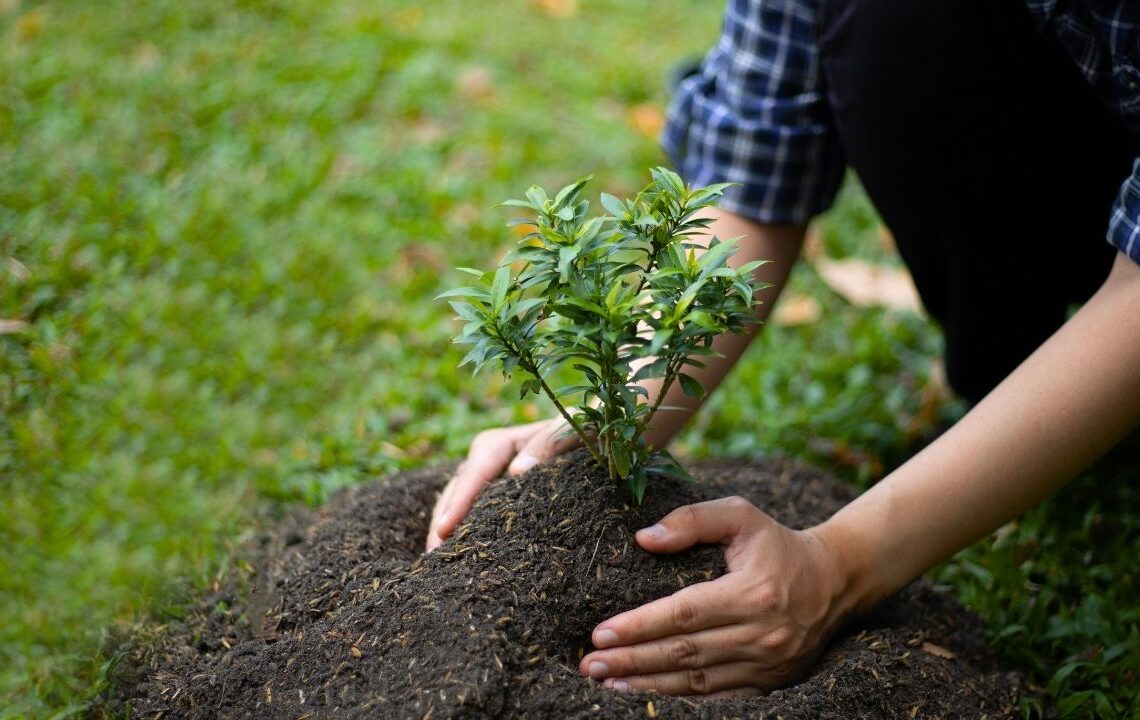 Emekli maaşı gibi düzenli ürün veren Kasımda dikilen ağaçlar