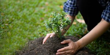 Emekli maaşı gibi düzenli ürün veren Kasımda dikilen ağaçlar