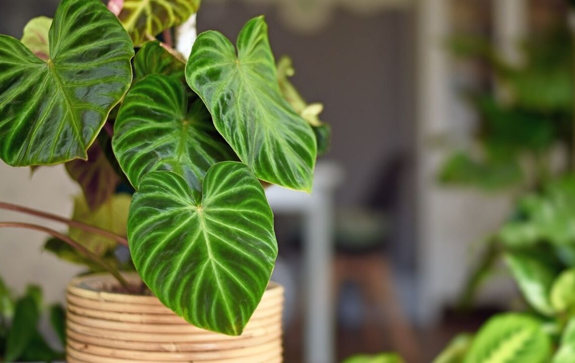 Evdeki tozları yok eden ve bakımı kolay 5 bitki