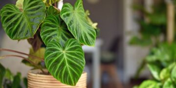 Evdeki tozları yok eden ve bakımı kolay 5 bitki