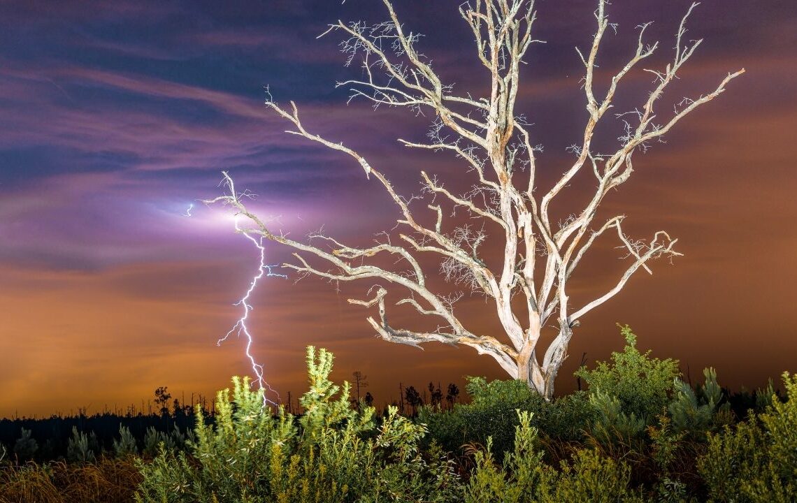 Evin huzurunu kaçıran ağaç türleri belli oldu! Uzmanlar tek tek açıkladı