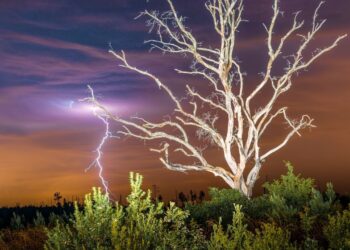 Evin huzurunu kaçıran ağaç türleri belli oldu! Uzmanlar tek tek açıkladı