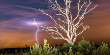 Evin huzurunu kaçıran ağaç türleri belli oldu! Uzmanlar tek tek açıkladı