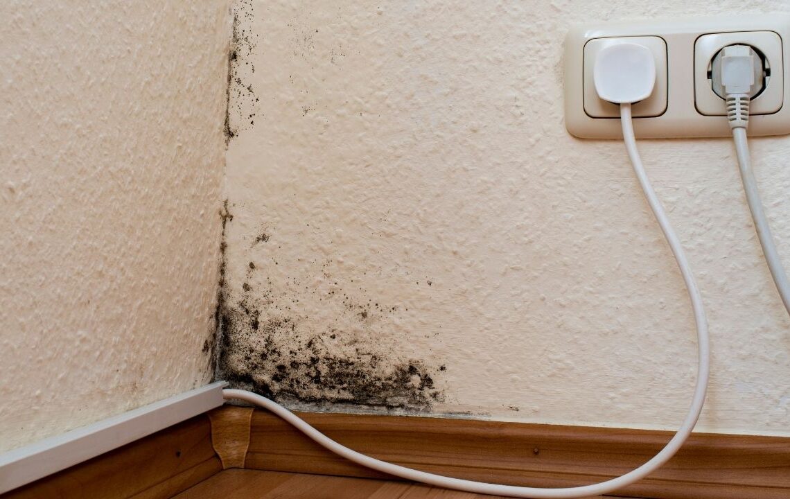 Evinizdeki küfün nedeni belli oldu! Hemen yerini değiştirin