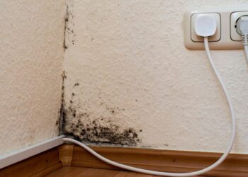 Evinizdeki küfün nedeni belli oldu! Hemen yerini değiştirin