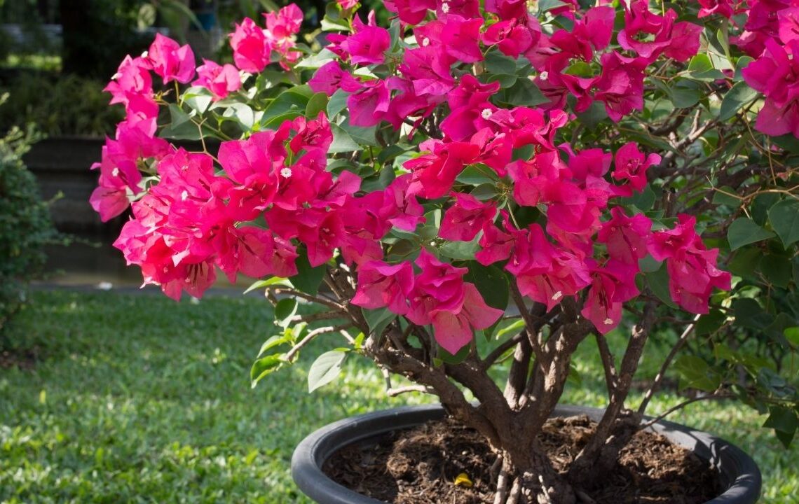 Kasım ayında begonvile uygulanan küçük bir işlem yazın çiçek patlaması yaşatıyor