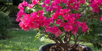 Kasım ayında begonvile uygulanan küçük bir işlem yazın çiçek patlaması yaşatıyor