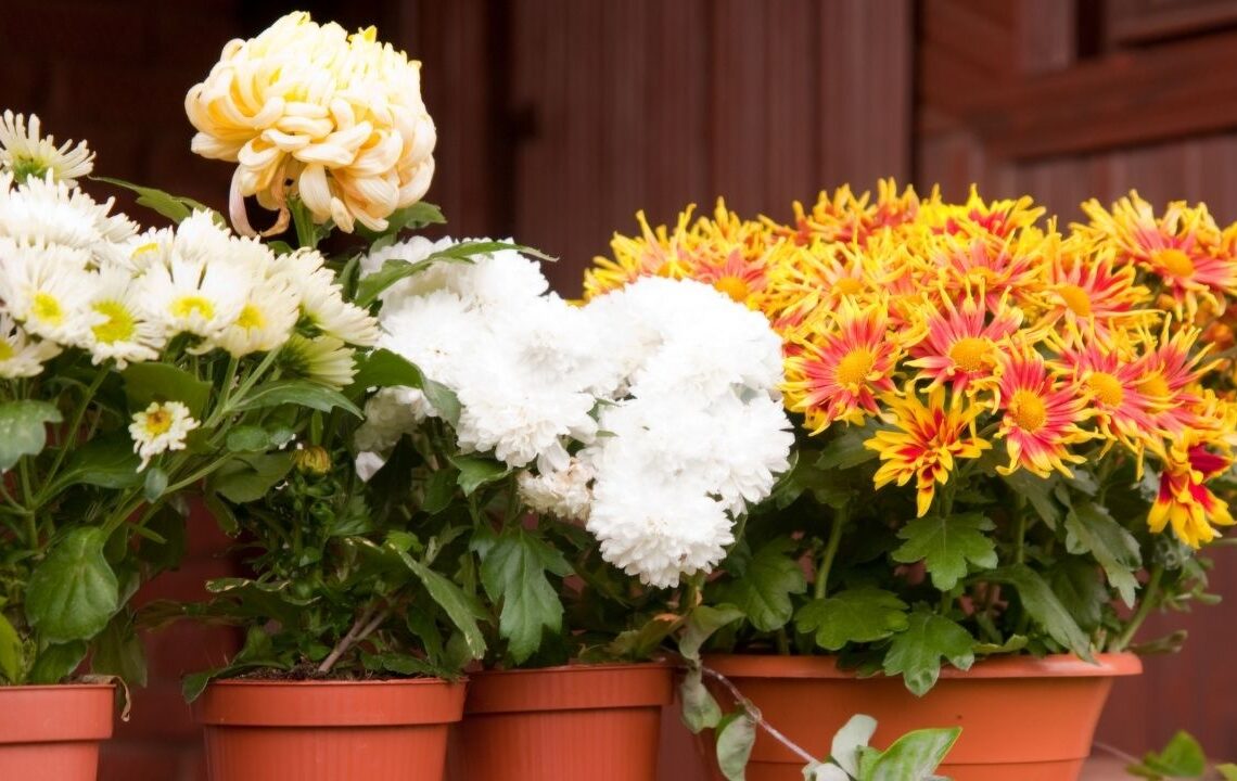 Kasım ayında evinizi ve bahçenizi güzelleştirecek soğuğa dayanıklı 8 bitki