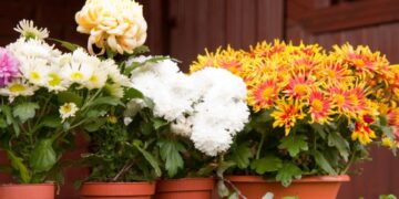 Kasım ayında evinizi ve bahçenizi güzelleştirecek soğuğa dayanıklı 8 bitki