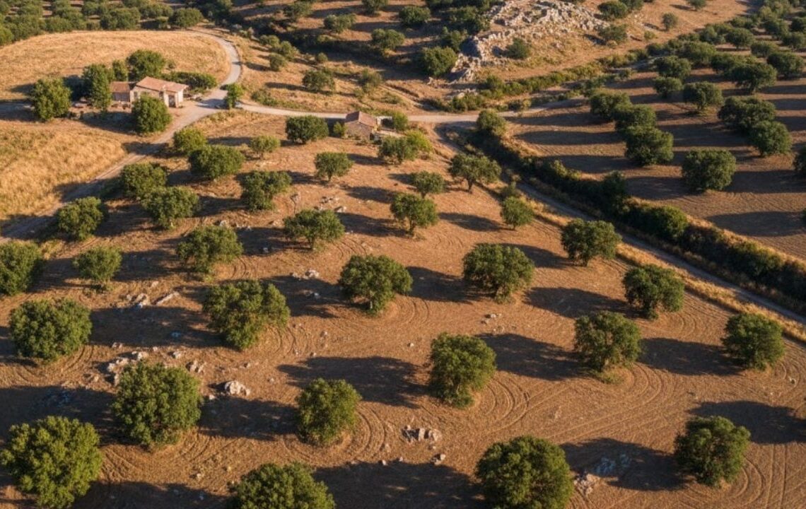 Kurak toprağa ekti yılda 4 ton ürünle gelirini katladı