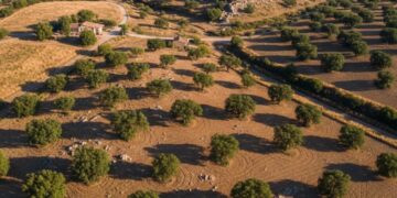 Kurak toprağa ekti yılda 4 ton ürünle gelirini katladı